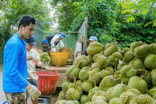 Siết kiểm soát chất lượng nông sản xuất khẩu