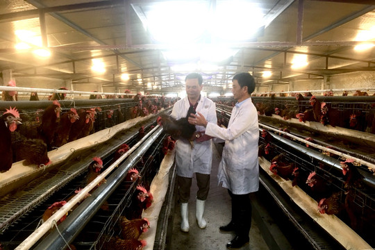 Kinh tế trang trại Hà Nội tạo đột phá nhờ ứng dụng công nghệ và liên kết chuỗi