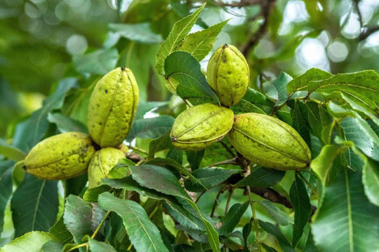 Trung Quốc áp thuế chống bán phá giá tạm thời đối với hồ đào nhập từ Mỹ, Mexico
