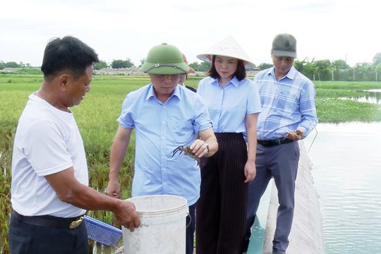 Ứng Hòa mở hướng phát triển kinh tế từ nuôi cua cà ra