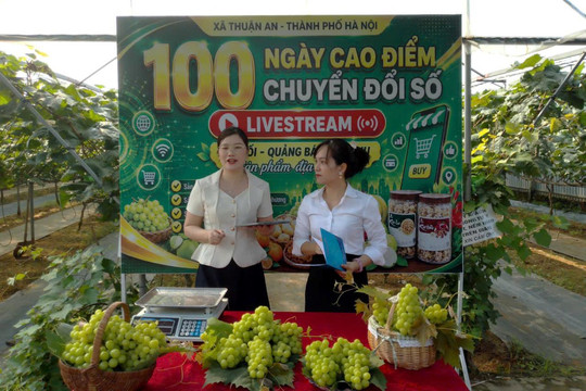 Xã Thuận An: Mở rộng thị trường cho nông sản bằng chuyển đổi số