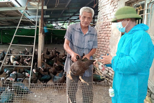 Hà Nội chủ động phòng, chống 3 bệnh nguy hiểm trên đàn vật nuôi