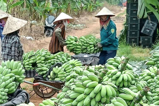 Nông dân Yên Lãng nhân rộng các mô hình sản xuất nông nghiệp hiệu quả