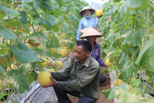 Chuyển đổi cơ cấu cây trồng, vật nuôi, mở hướng phát triển nông nghiệp đa giá trị