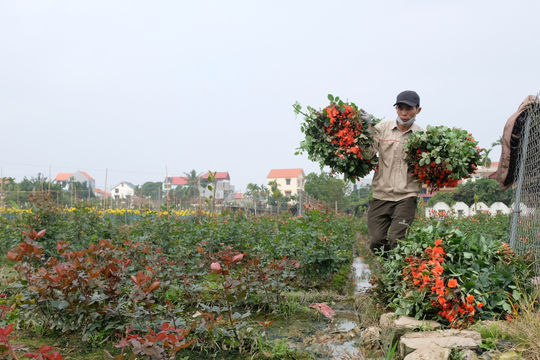 Hà Nội: Gia tăng giá trị sản xuất nông nghiệp vụ Mùa