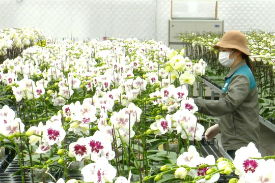 Những “doanh nhân áo nâu” trên vùng đất Đan Phượng