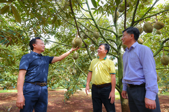 Tháo gỡ “điểm nghẽn”, phát triển bền vững ngành hàng sầu riêng