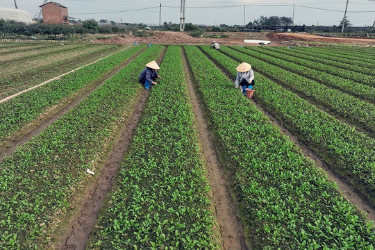 Nông dân phòng chống sâu bệnh, chăm sóc cho cây trồng vụ mùa