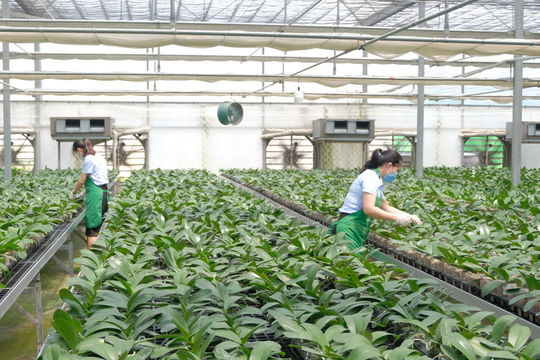 Hà Nội thúc đẩy các giải pháp phát triển nông nghiệp, bảo đảm mục tiêu tăng trưởng năm 2026