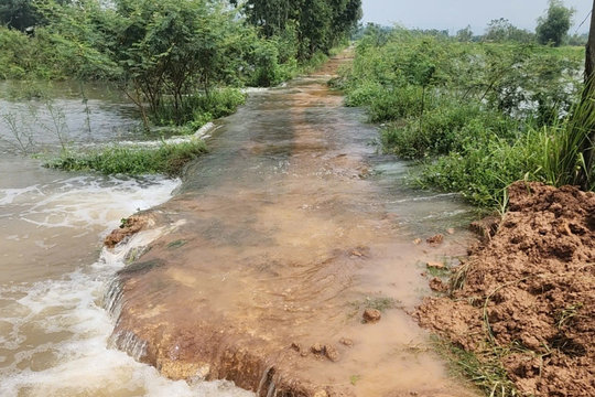 Kim Anh chủ động ứng phó mưa lũ, bảo vệ diện tích lúa sắp thu hoạch