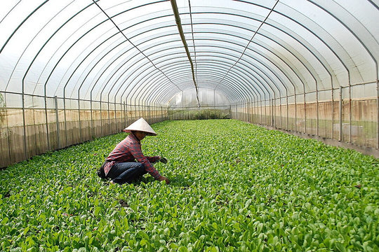 Đưa khoa học, công nghệ vào thực tiễn, hiện đại hóa nông nghiệp Hà Nội