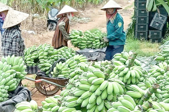 127 mô hình hợp tác sản xuất theo chuỗi giá trị