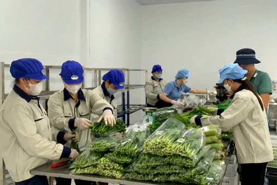 Từ vùng sản xuất an toàn đến cánh cửa xuất khẩu