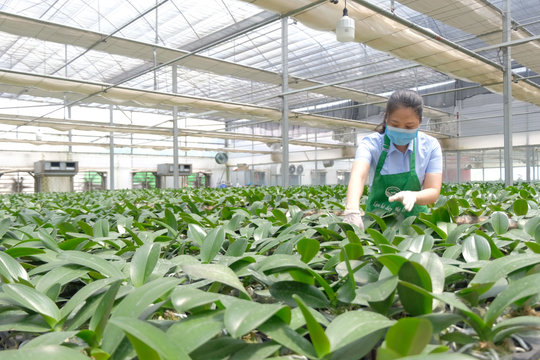 Hà Nội phấn đấu đến năm 2030, thu nhập khu vực nông thôn đạt 135 triệu đồng/người/năm