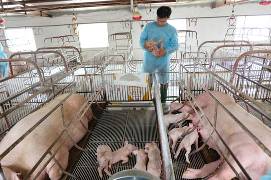 Hà Nội ban hành quy định mới về mật độ chăn nuôi