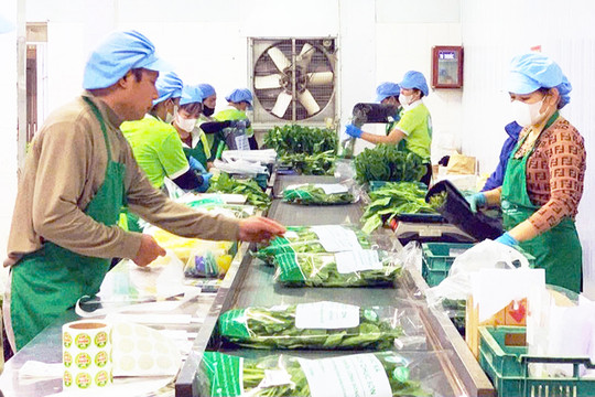 Chủ động nguồn nông sản cho mùa tiêu dùng cuối năm