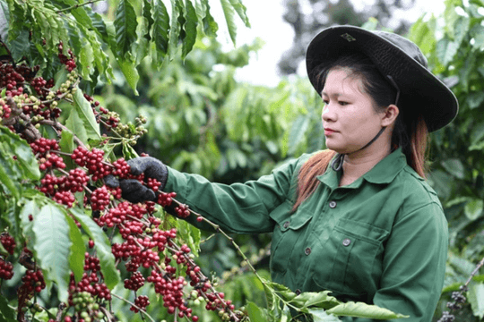 Cà phê Việt trước cơ hội bứt tốc cuối năm