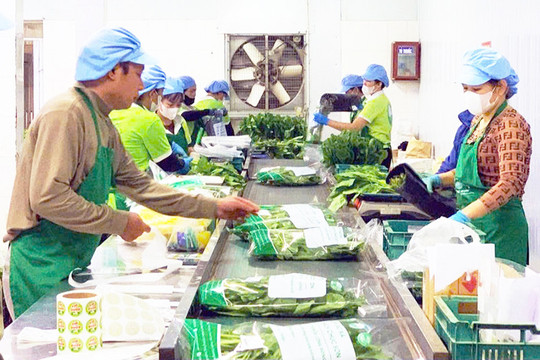 Hà Nội siết chặt quản lý an toàn nông sản trồng trọt