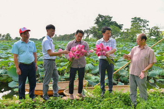 Phát huy giá trị đa chiều từ cây sen