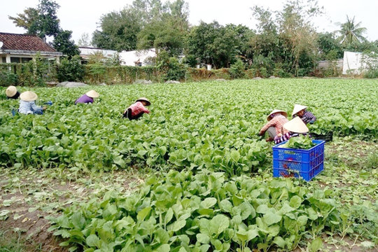 Toàn thành phố có hơn 24.600 lượt hội viên, nông dân tham gia các tổ hợp tác, hợp tác xã