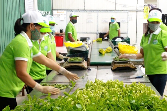 Nông nghiệp Hà Nội chủ động tạo thêm dư địa tăng trưởng