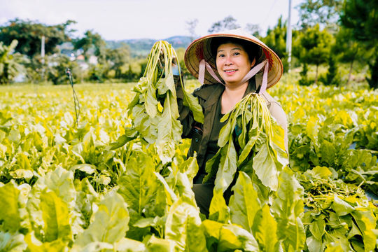 Nông nghiệp hữu cơ: Thúc đẩy tiêu dùng sạch, phát triển kinh tế xanh