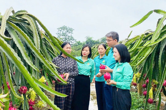 Những mô hình kinh tế nông nghiệp đa giá trị ở xã Thư Lâm