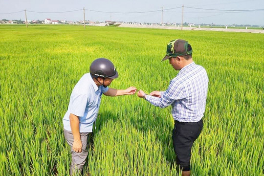 Kiểm tra, hướng dẫn nông dân chăm sóc lúa và phòng trừ sâu bệnh đúng kỹ thuật