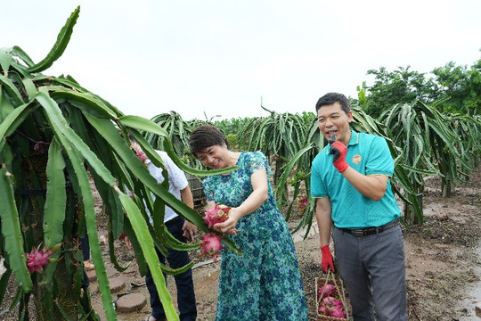 Mở lối trên thị trường số cho nông sản tại Thuận An