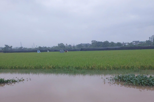 Xã Phúc Thọ hỗ trợ dân thu hoạch lúa mùa, hạn chế thiệt hại do mưa lớn