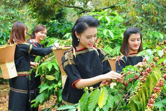 Khai thác chỉ dẫn địa lý: Vì sao còn hạn chế?