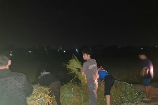 Xã Hồng Sơn huy động lực lượng hỗ trợ người dân thu hoạch lúa vùng ngập úng