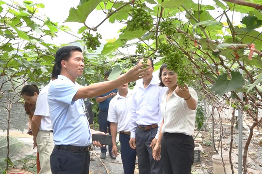 Tập huấn nâng cao kỹ năng cho 15.383 lượt nông dân sản xuất, kinh doanh giỏi