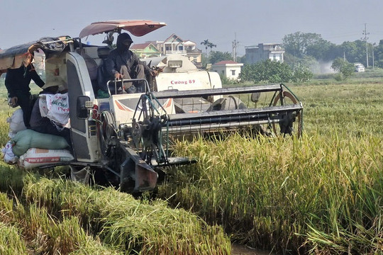 Xã Phú Xuyên: Tập trung thu hoạch lúa sau đợt mưa lớn kéo dài