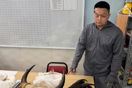 Nam sinh viên mua sừng bò tót qua mạng xã hội, bán lại "ăn chênh"