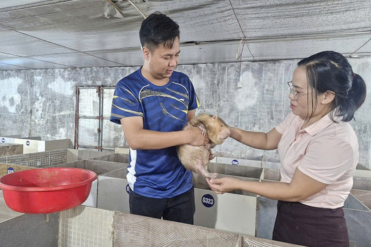 Triển vọng từ mô hình chăn nuôi dúi thương phẩm