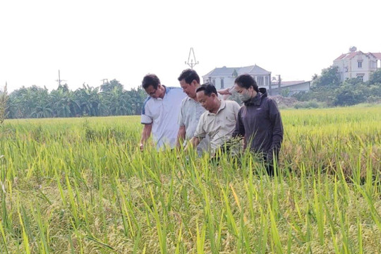 Xã Đan Phượng: Dự kiến năng suất lúa vụ Mùa 2026 đạt trên 59 tạ/ha