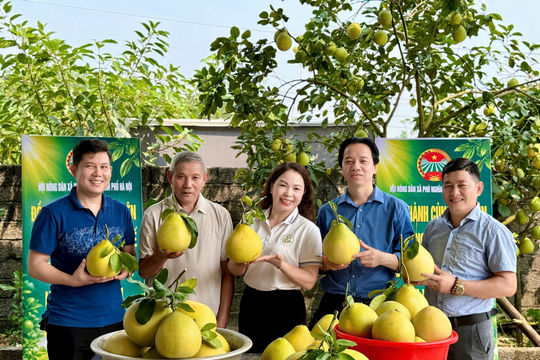 Nông dân Phú Nghĩa tập trung sản xuất nông nghiệp sạch