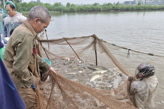 Tập trung thu hoạch thủy sản, phòng ngừa thiệt hại do thiên tai gây ra