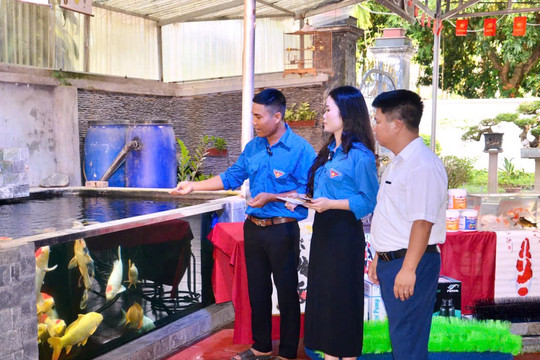 Mê cá Koi, dựng nghiệp trên quê hương