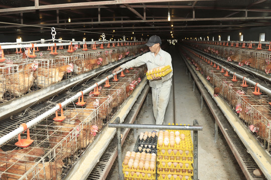 Tăng tốc vụ đông, tạo dư địa tăng trưởng