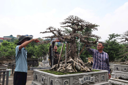 Mở hướng sinh kế khi đất sản xuất bị thu hẹp