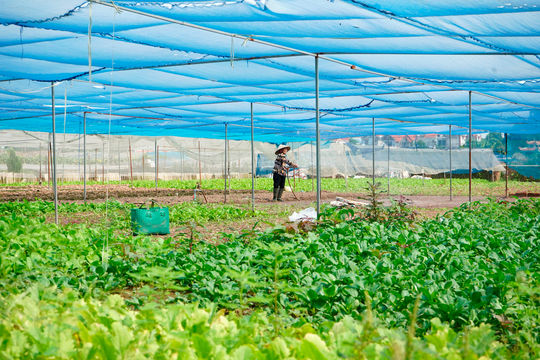 Cần thêm bệ đỡ giúp nông sản an toàn vươn xa