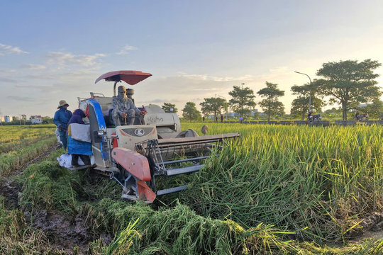 Xã Phú Xuyên: Năng suất lúa vụ mùa ước đạt 60,5 tạ/ha