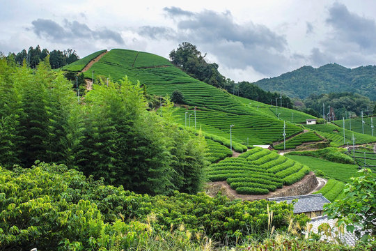 Matcha Nhật Bản trong cuộc đua giá trị