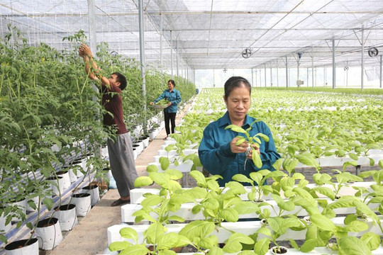 Hà Nội phấn đấu thành lập mới từ 150 hợp tác xã năm 2027