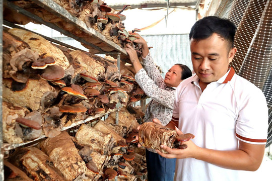 Hà Nội: Nhà nghiên cứu “tay ngang” bén duyên với nấm lim xanh