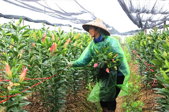 Chuyển đổi cây trồng, nâng giá trị đất lúa