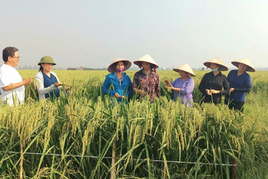 Sản phẩm OCOP nếp cái hoa vàng - kết tinh giá trị trên vùng đất Thư Lâm