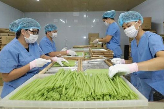Từ vùng rau sạch đến sản phẩm xanh